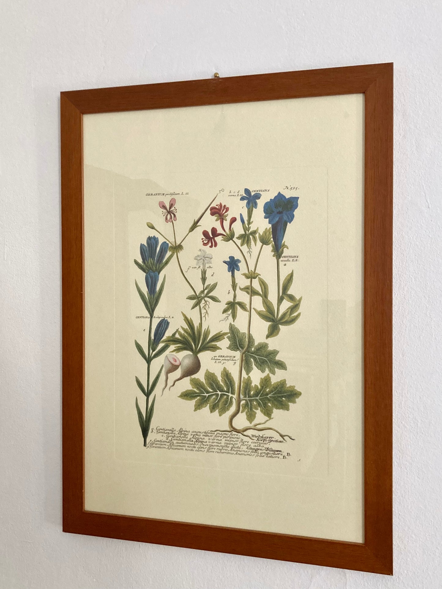 Stampa vintage Geranio e Genziana
