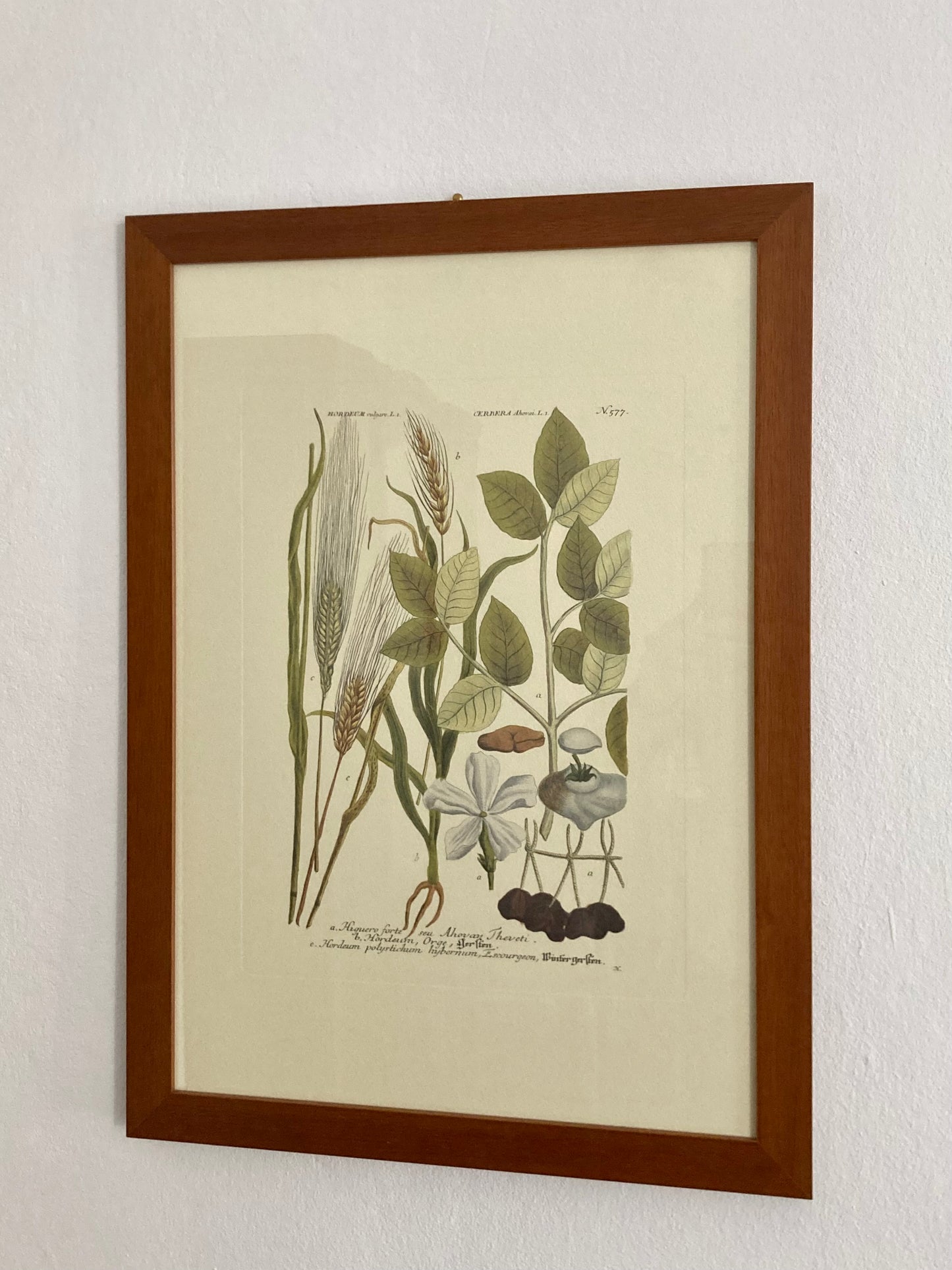 Stampa vintage Orzo e Cerbera