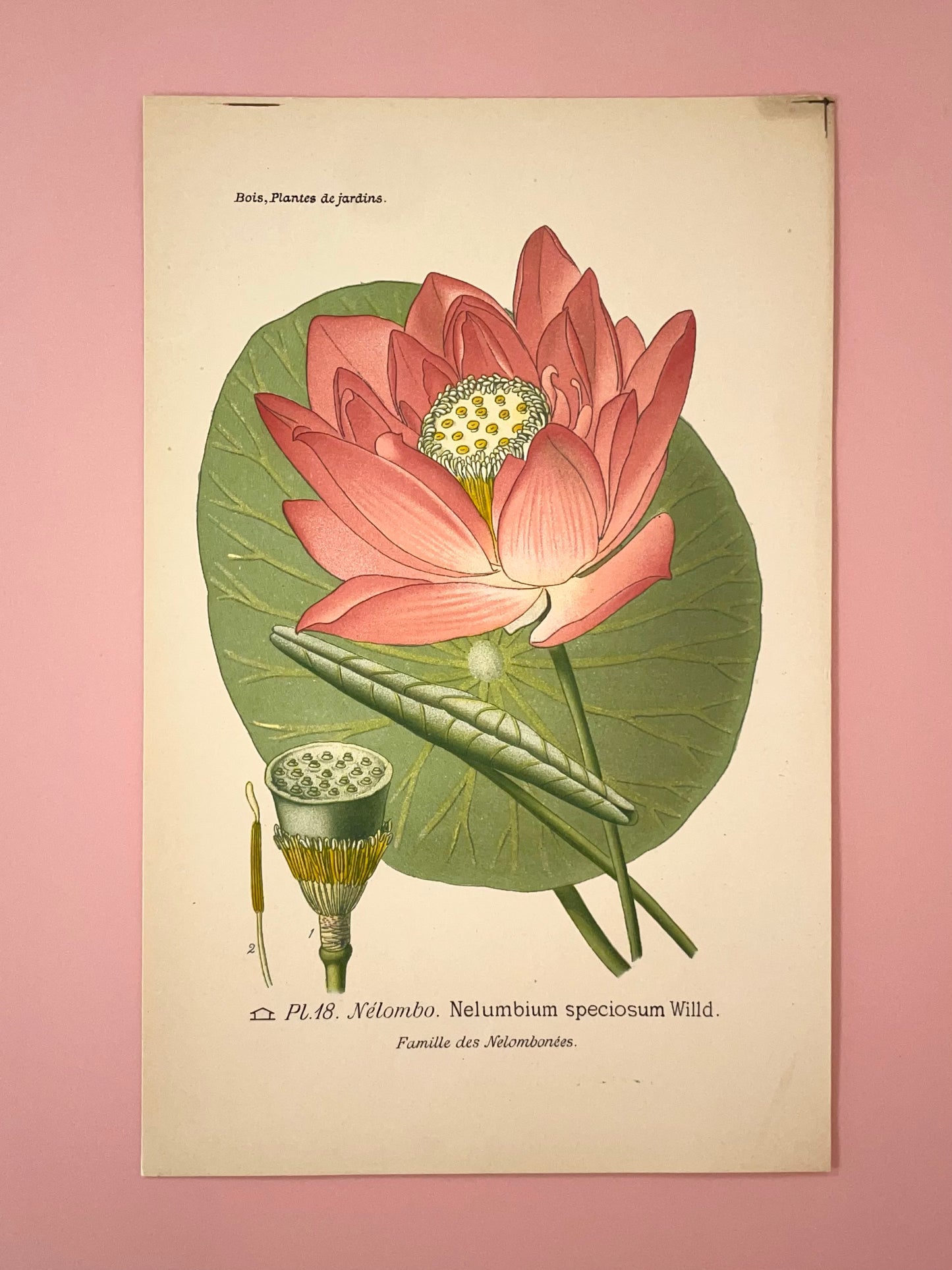 Rosetta ~ Stampa francese ninfea rosa