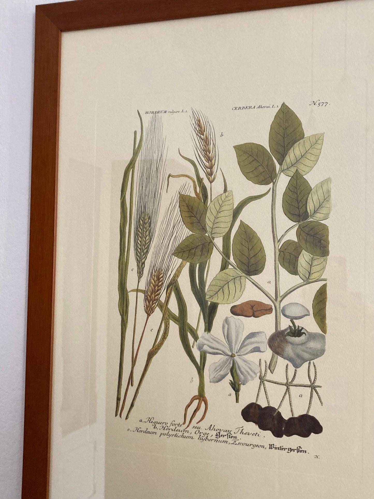 Stampa vintage Orzo e Cerbera