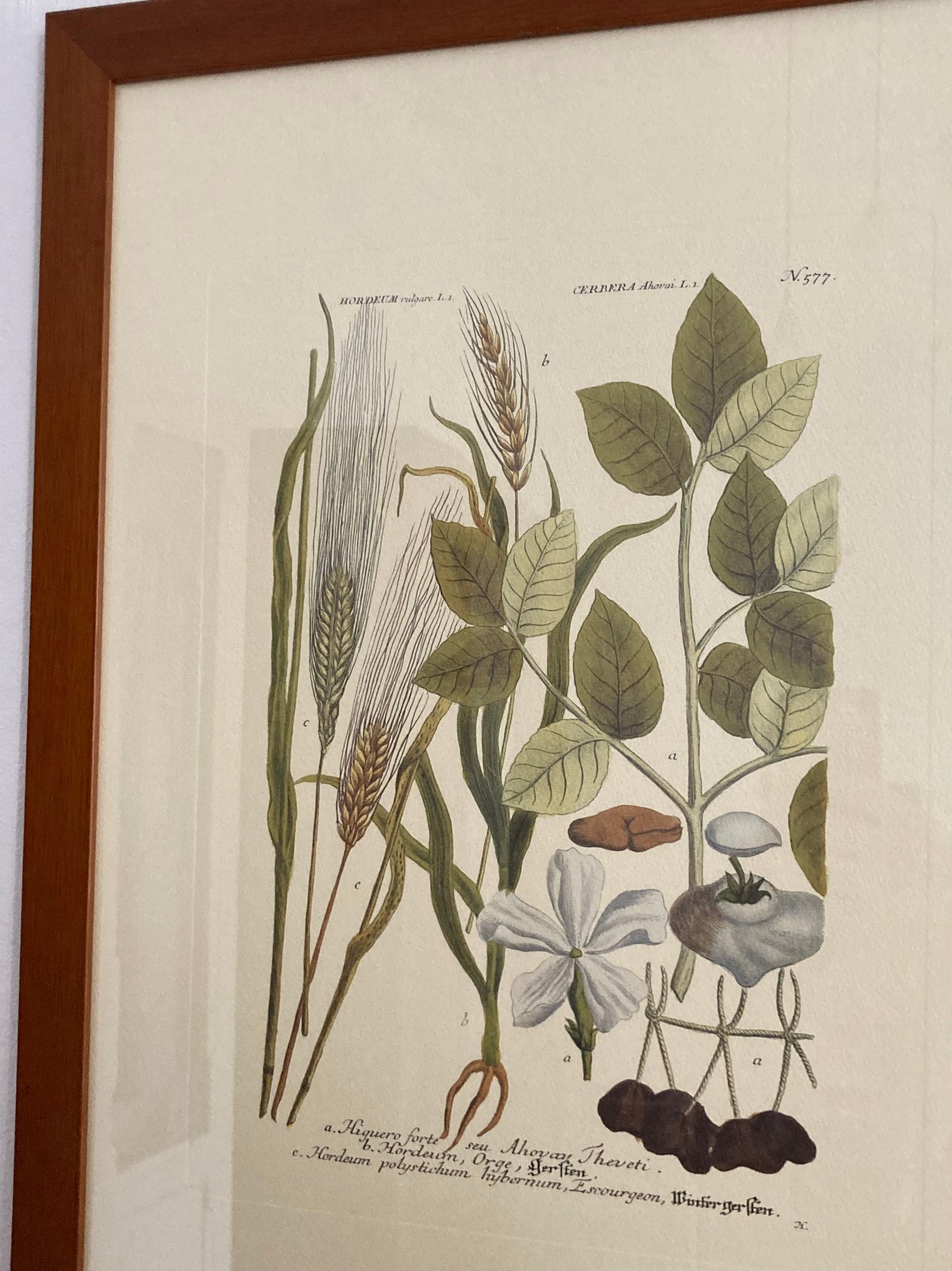 Stampa vintage Orzo e Cerbera