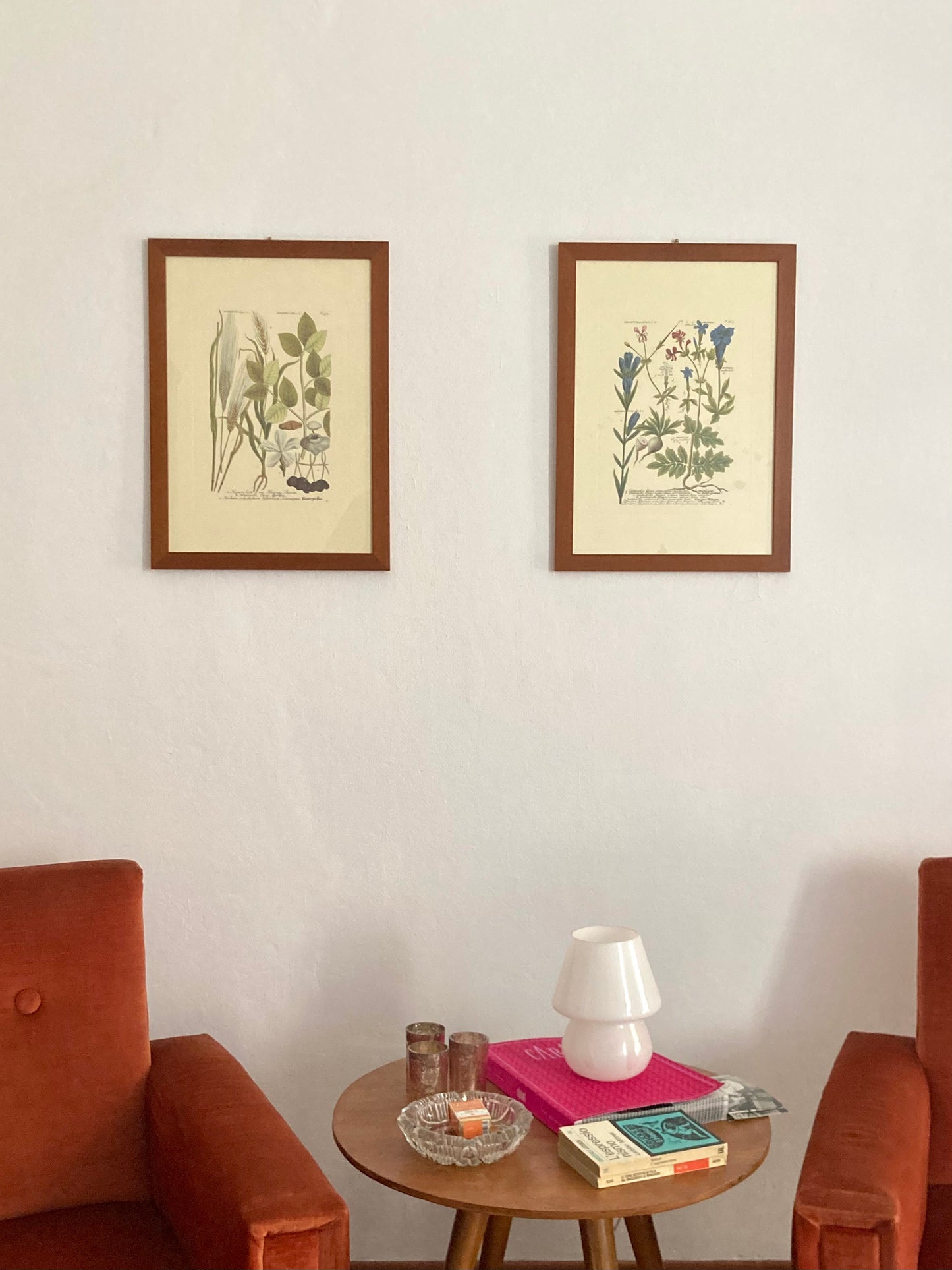 Stampa vintage Orzo e Cerbera