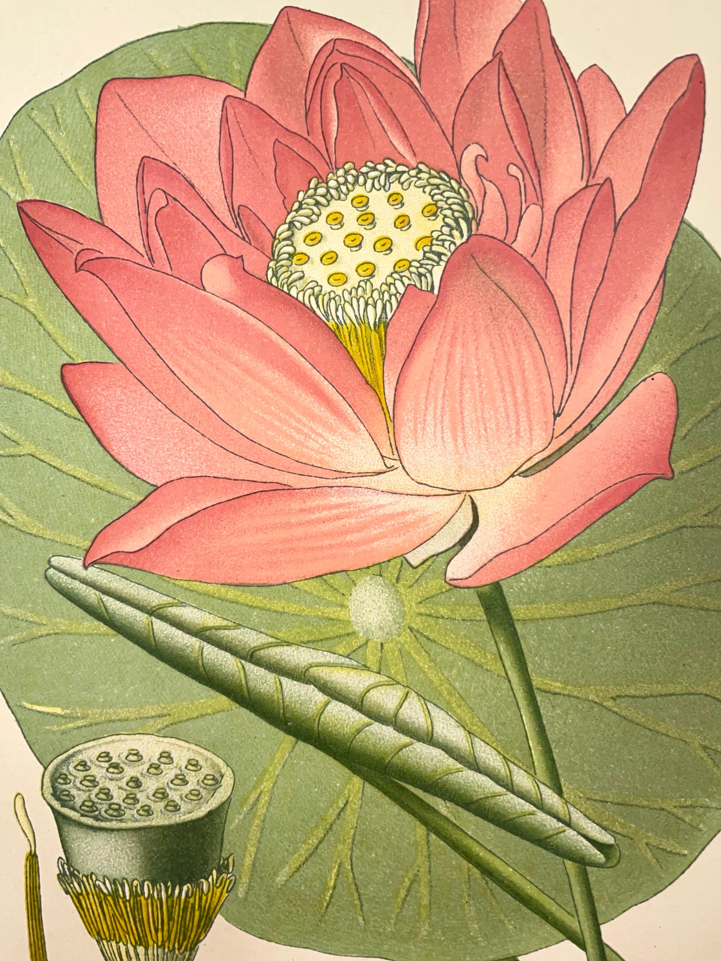 Rosetta ~ Stampa francese ninfea rosa