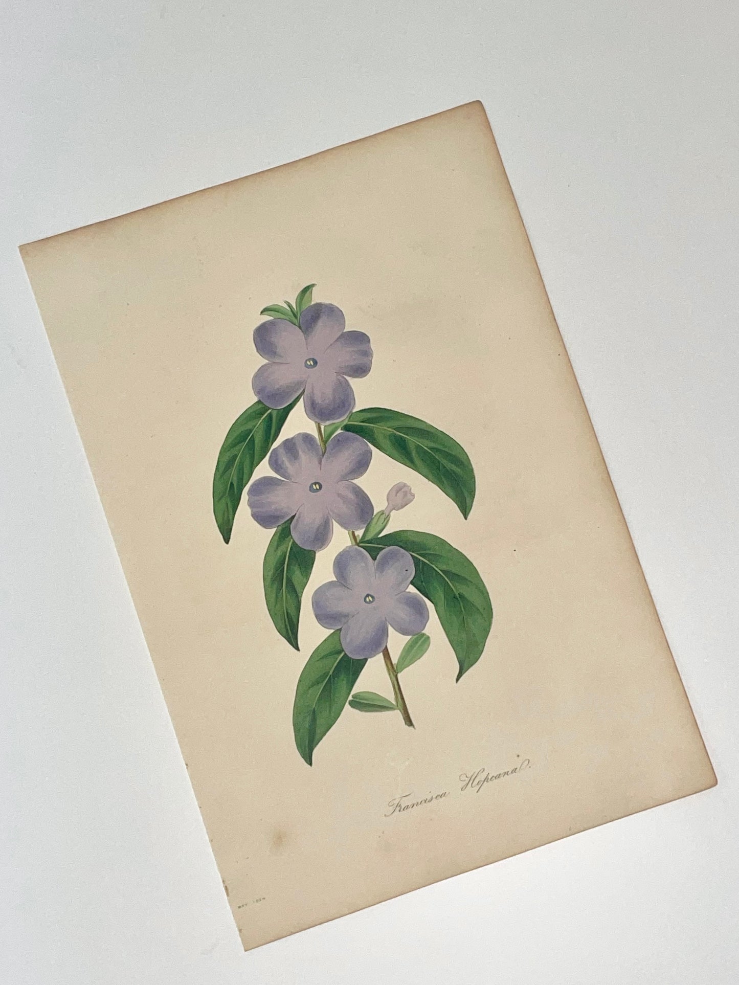 Rosetta ~ Stampa francese fiori lilla