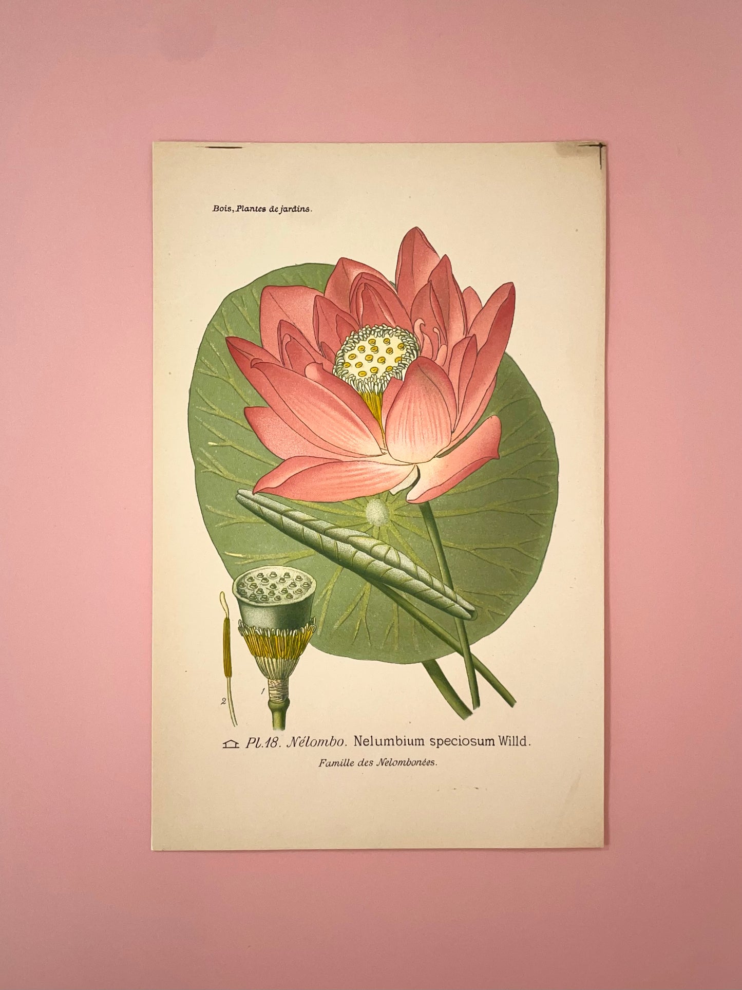 Rosetta ~ Stampa francese ninfea rosa