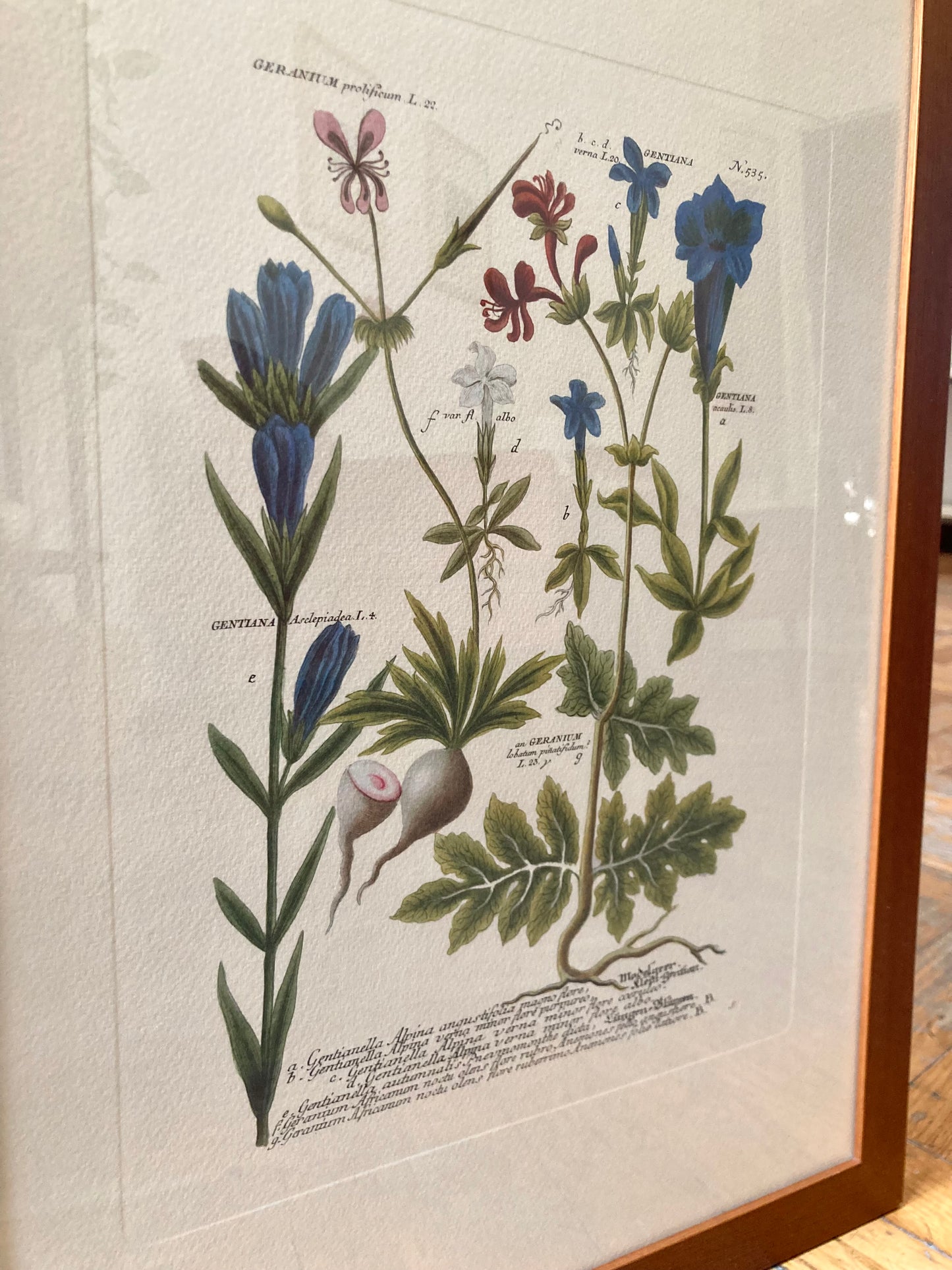 Stampa vintage Geranio e Genziana