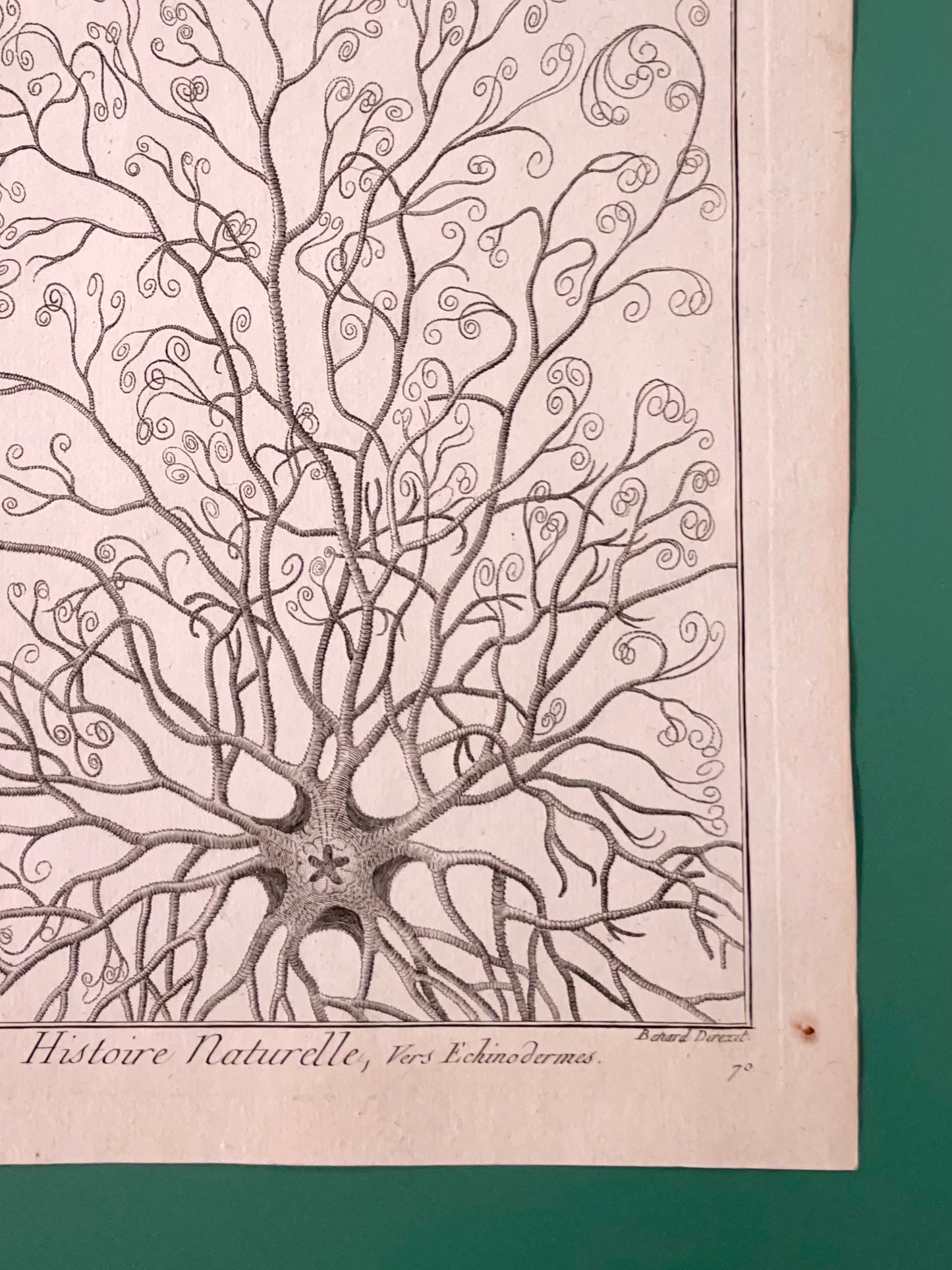 Rosetta ~ Stampa antica stella marina