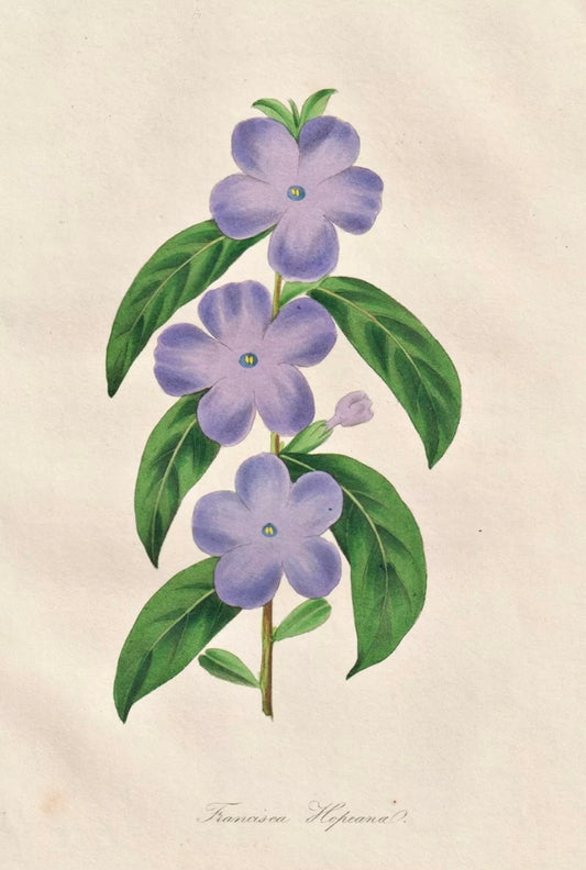 Rosetta ~ Stampa francese fiori lilla