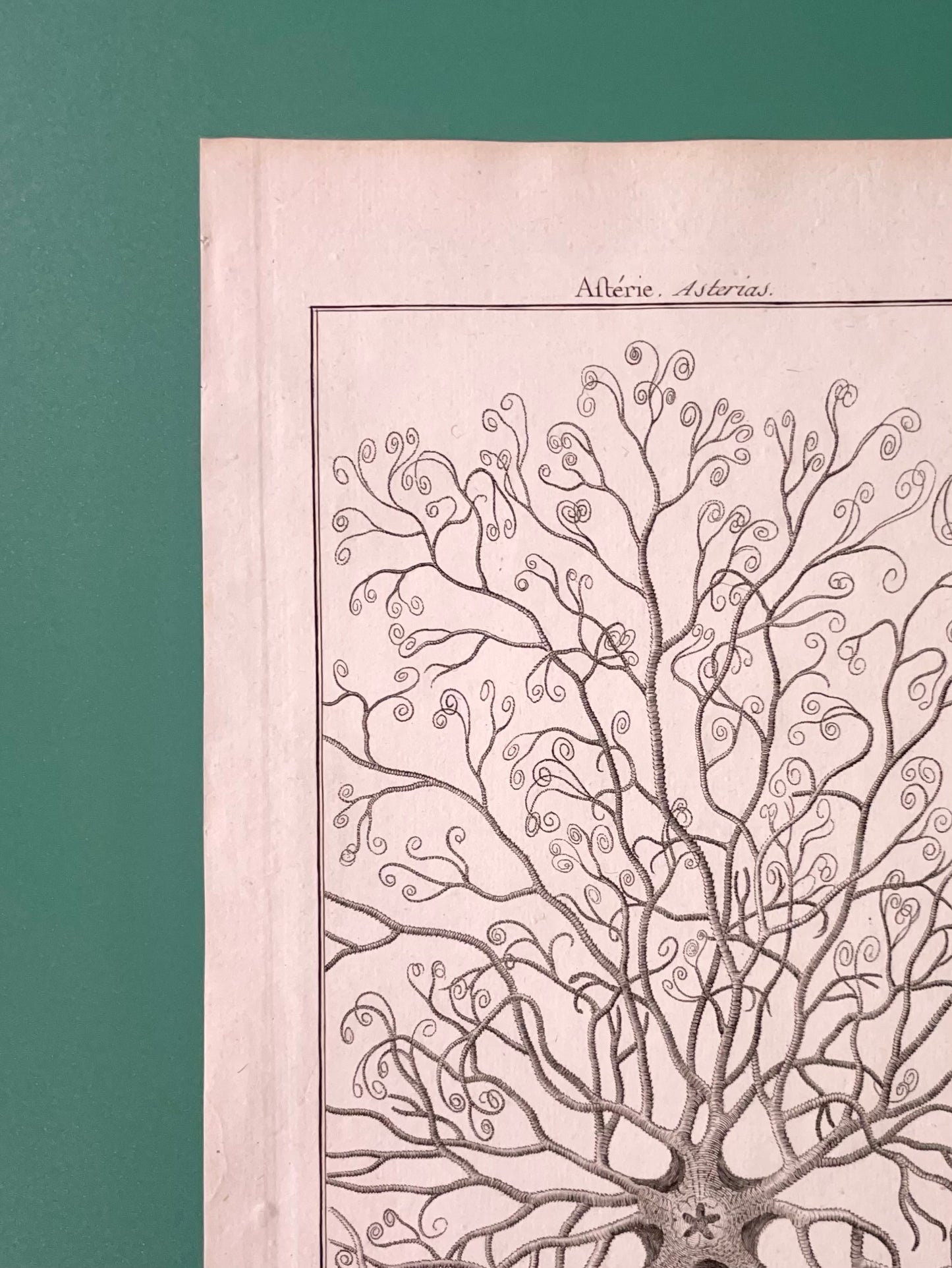 Rosetta ~ Stampa antica stella marina