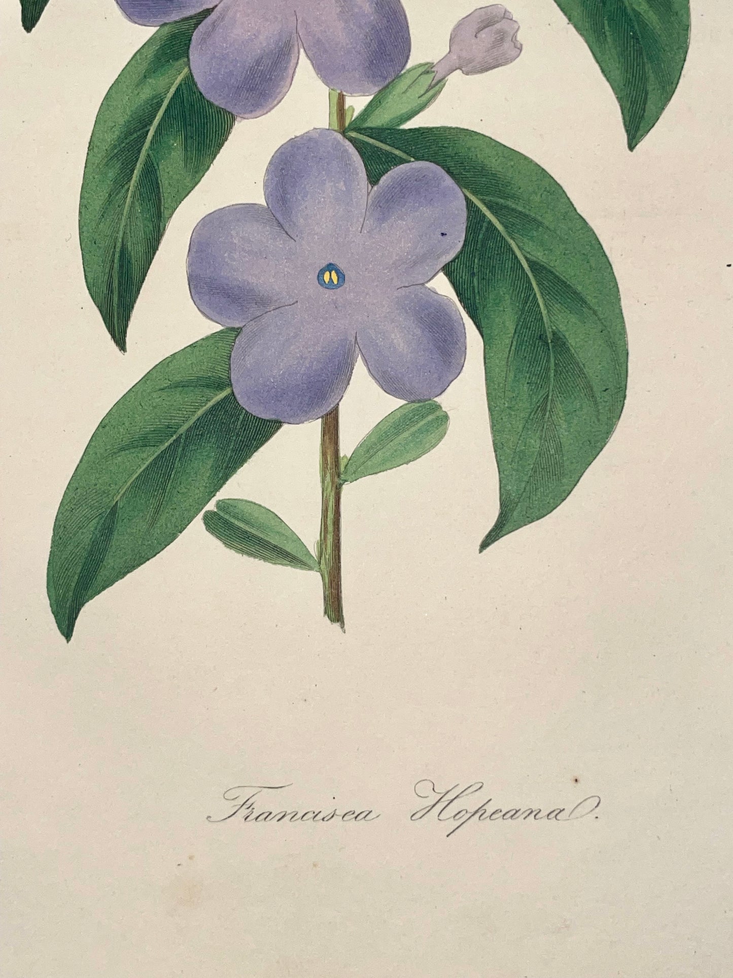 Rosetta ~ Stampa francese fiori lilla