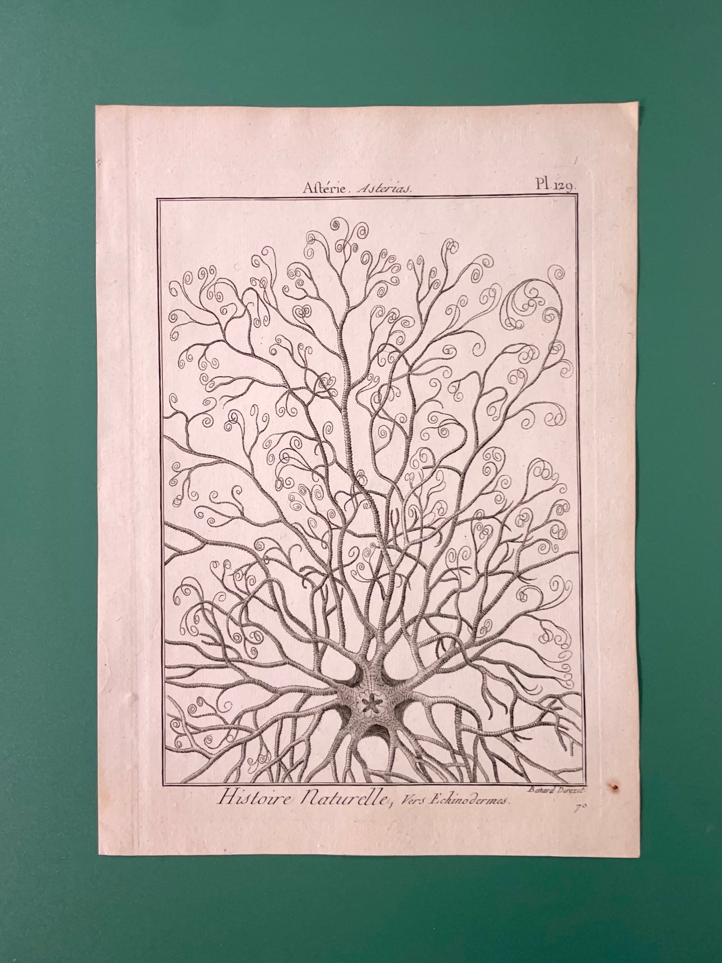 Rosetta ~ Stampa antica stella marina