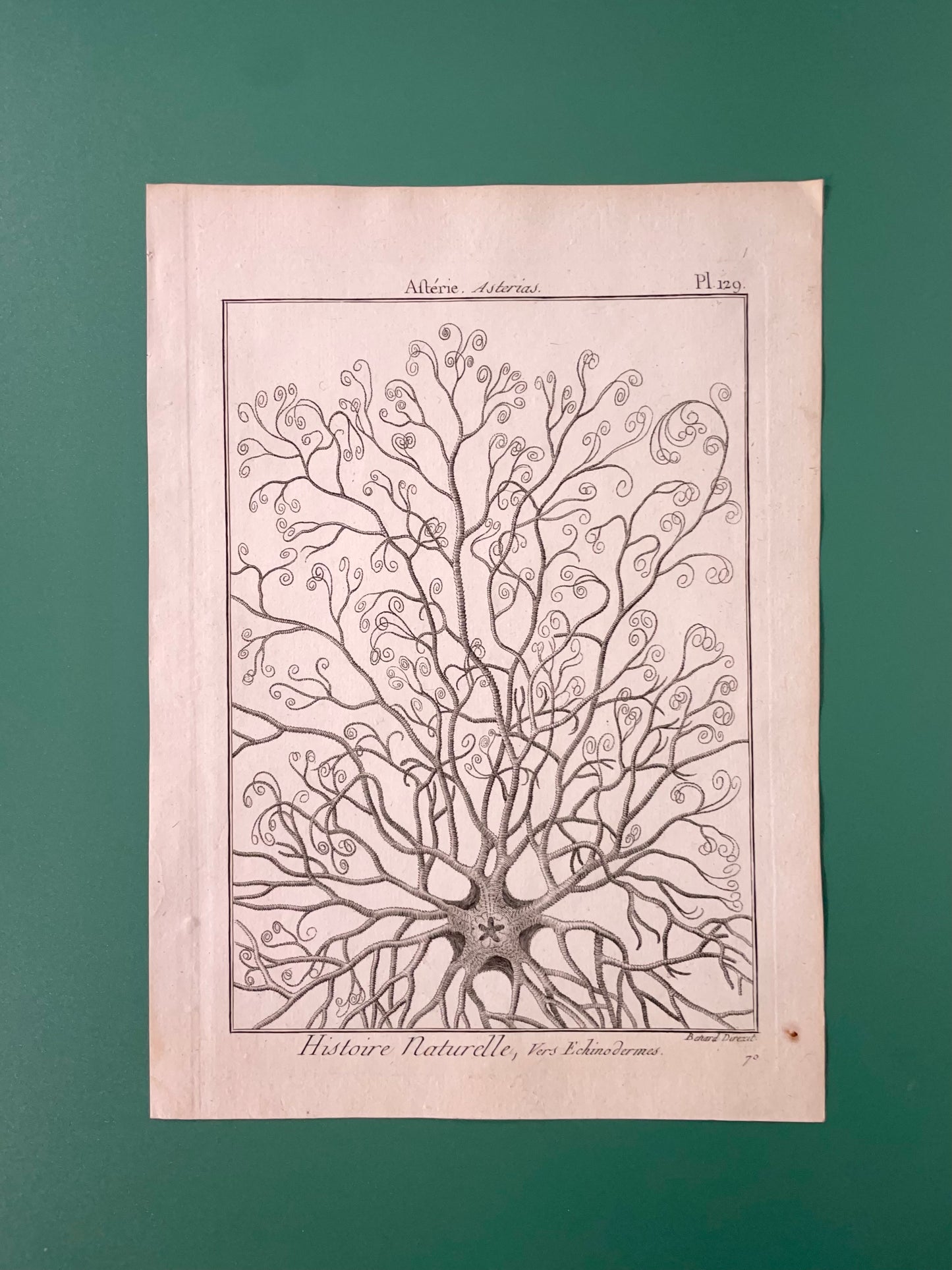 Rosetta ~ Stampa antica stella marina