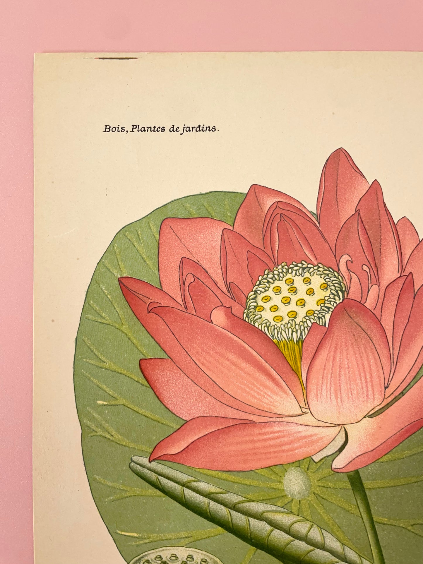 Rosetta ~ Stampa francese ninfea rosa
